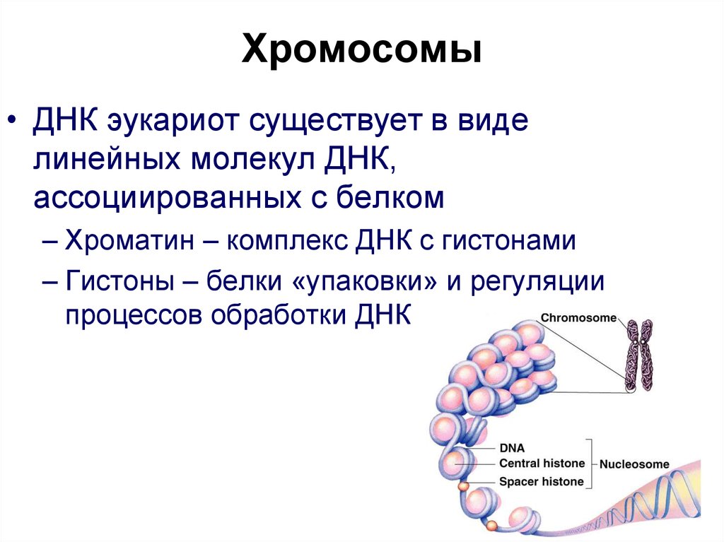 Вид днк у эукариот