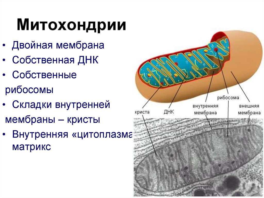 Строение внутренней мембраны митохондрии. Внутренняя мембрана митохондрий это Матрикс. Двойная мембрана митохондрий. Матрикс митохондрий. Кристы и Матрикс митохондрий.