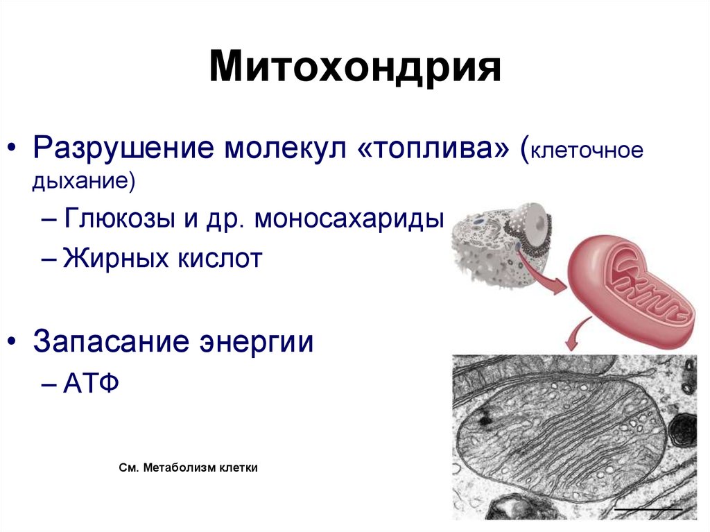 Органоид накапливающий продукты обмена веществ клетки. Клеточное дыхание митохондрии. Митохондрии дыхание клетки. Схема клеточного дыхания в митохондриях. Клеточное дыхание митохондрии ЕГЭ.