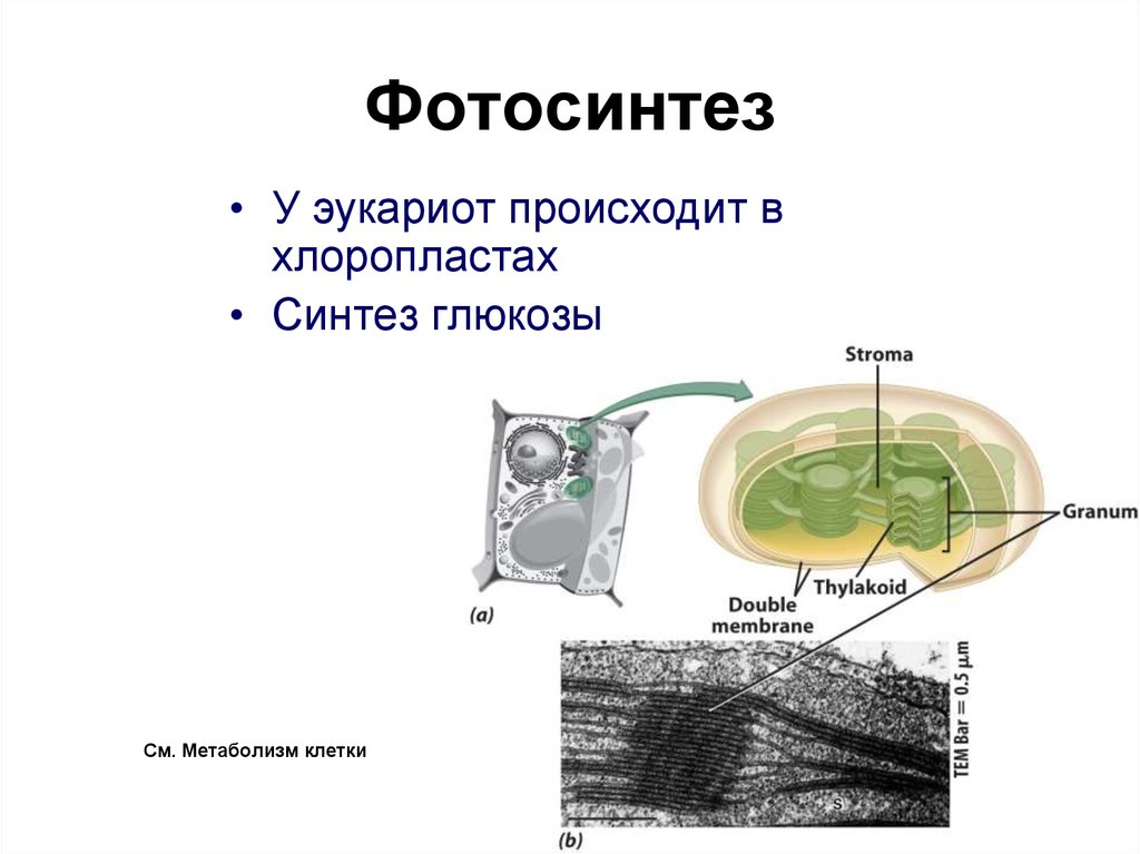 Возникновение фотосинтеза у прокариот. Фотосинтез эукариот. Фотосинтез в хлоропластах. Фотосинтез эукариотической клетки.