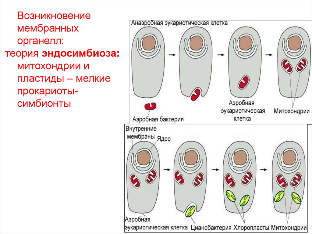 Происхождение клетки. Теория эндосимбиоза митохондрий. Эндосимбиоз теория кратко. Теория эндосимбиотического происхождения хлоропластов. Теория эндосимбиоза митохондрии и пластиды.