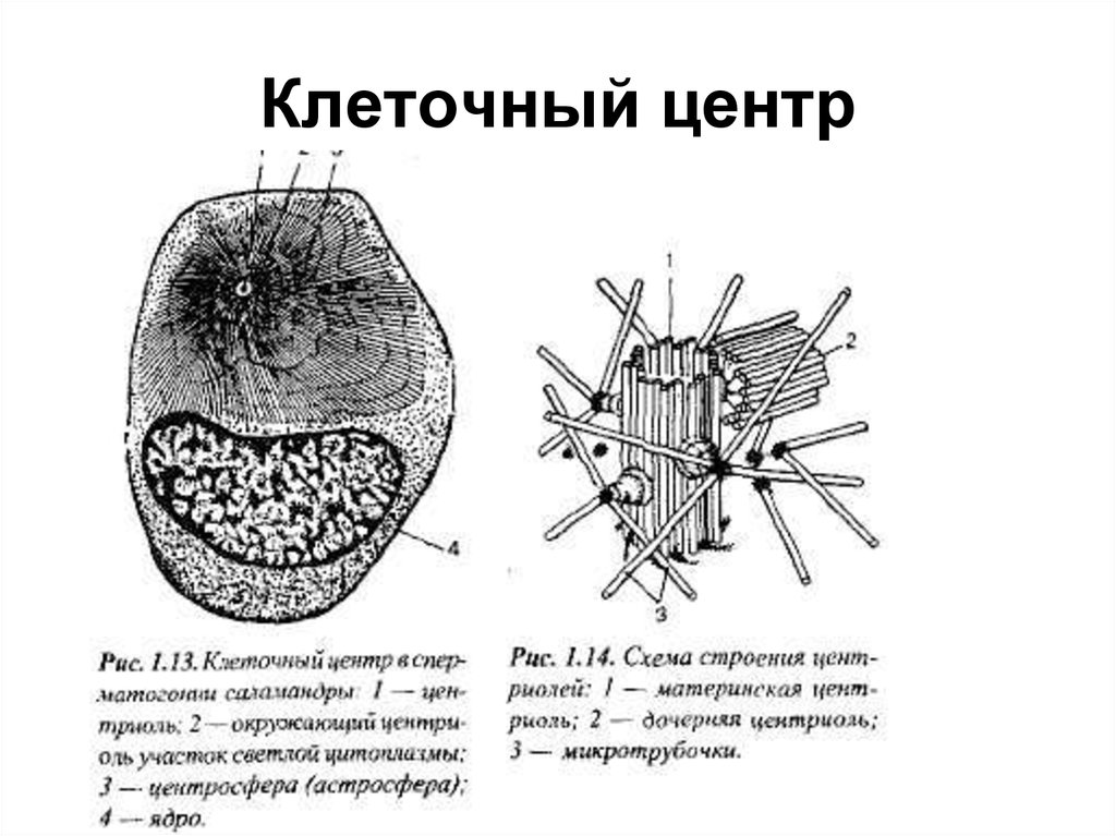 Клетка клеточный центр рисунок. Схема строения клеточного центра. Органоиды клетки клеточный центр функции. Клеточный центр эукариотической клетки строение и функции. Строение клеточного центра рисунок с подписями.