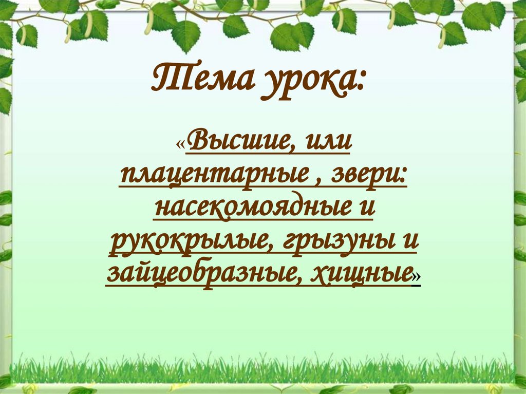 Презентация плацентарные звери насекомоядные рукокрылые грызуны зайцеобразные хищные