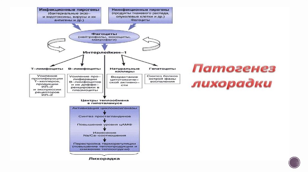 Инфекционный генез. Тактика ведения пациентов с лихорадкой. Тактика ведения больных с лихорадкой. Патогенез лихорадки неясного генеза. Цель амбулаторного обследования лиц с лихорадкой неясного генеза:.