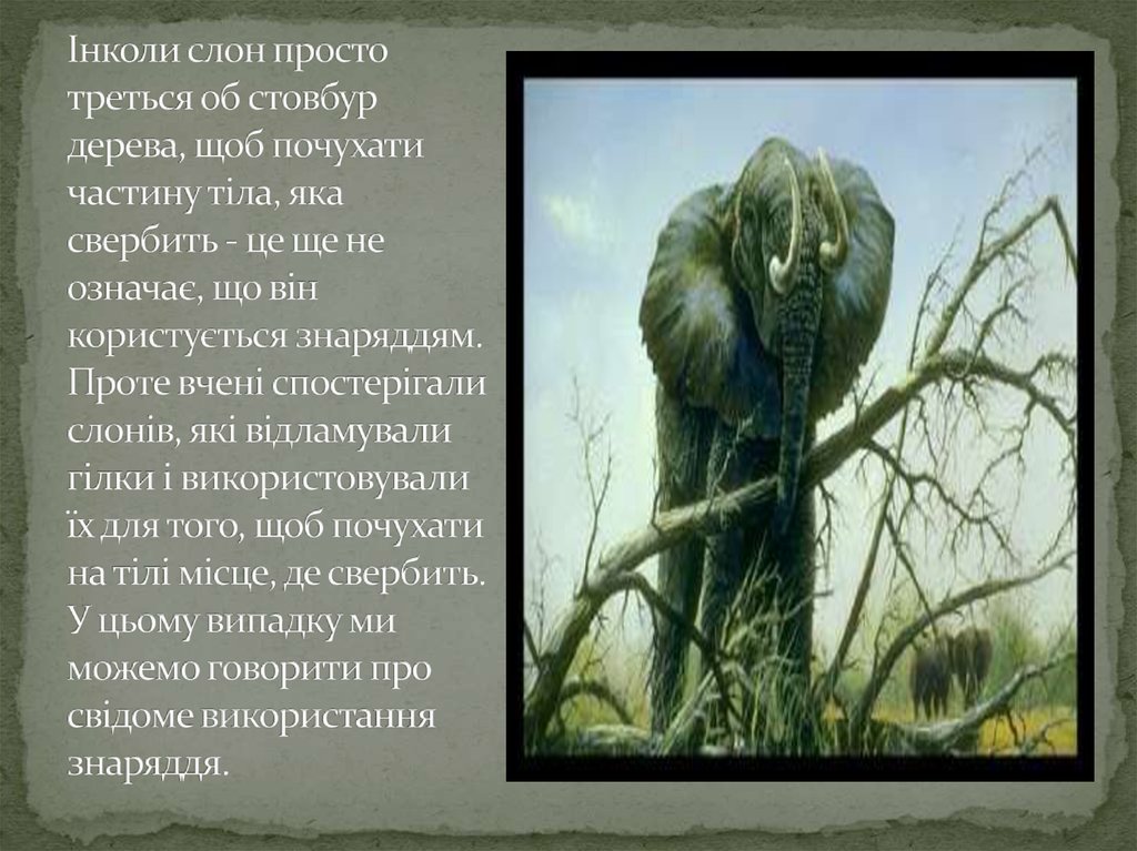Інколи слон просто треться об стовбур дерева, щоб почухати частину тіла, яка свербить - це ще не означає, що він користується