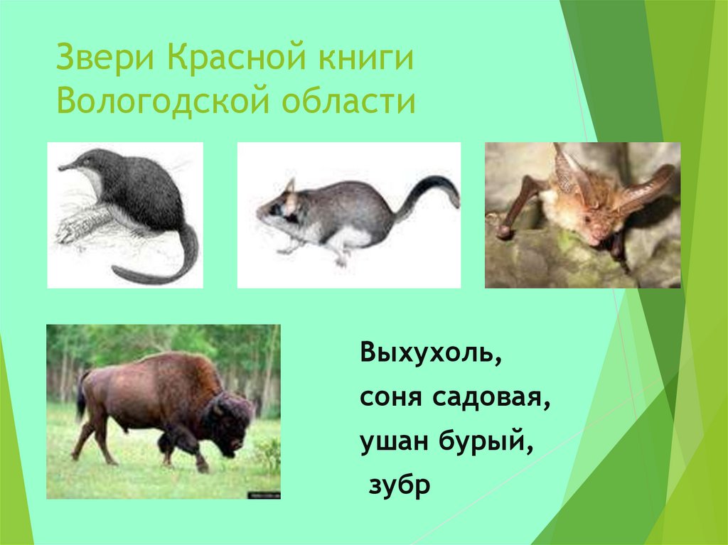 Какие звери в красной книге россии фото и названия