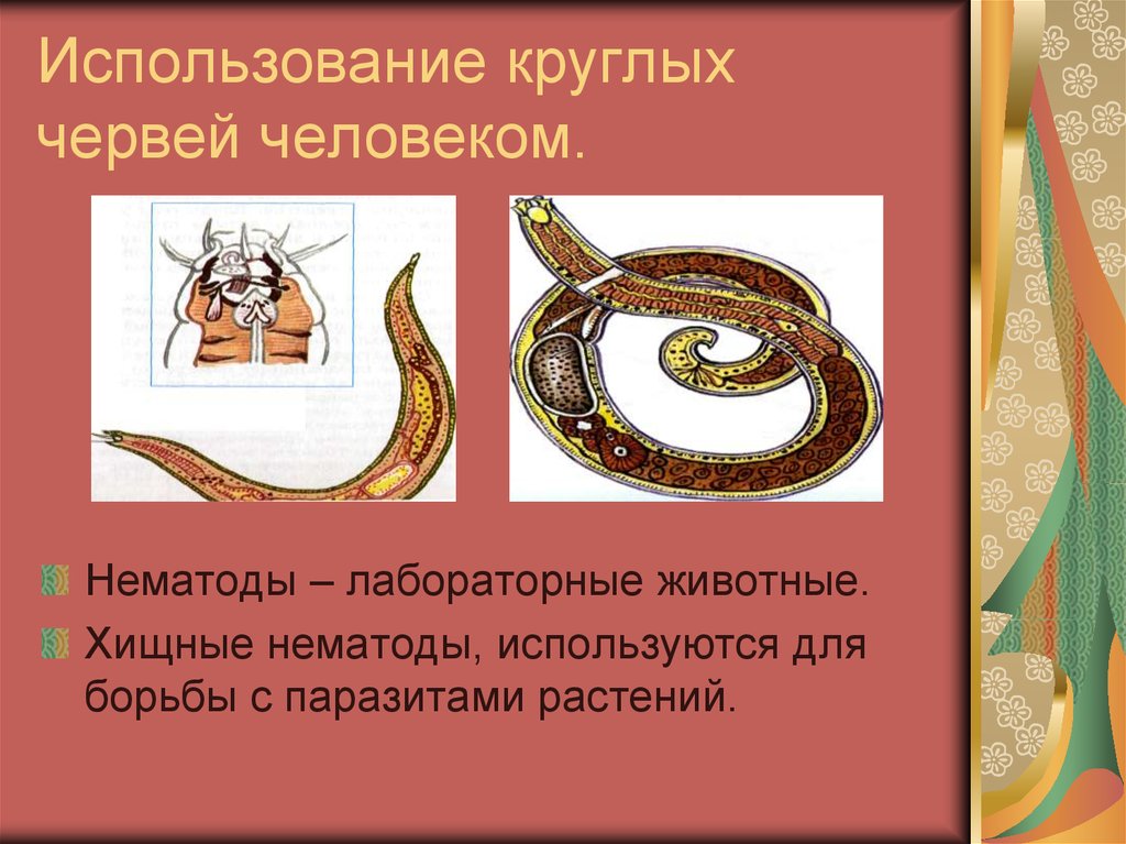 Круглые черви общая. Круглые черви нематоды паразиты. Круглые черви класс нематоды. Тип круглые черви нематоды. Название круглых червей.