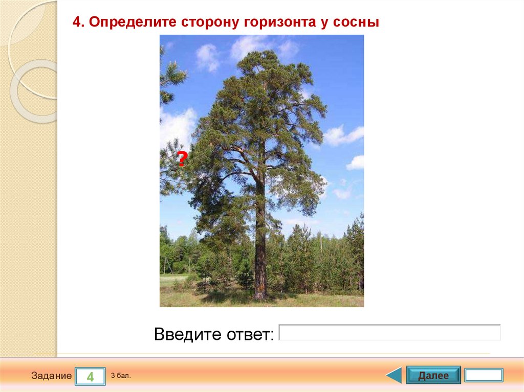 Высокое дерево определить род. Определение сторон горизонта по сосне. Ветки дерева и стороны горизонта. Определение сторон горизонта по отдельно стоящему дереву.