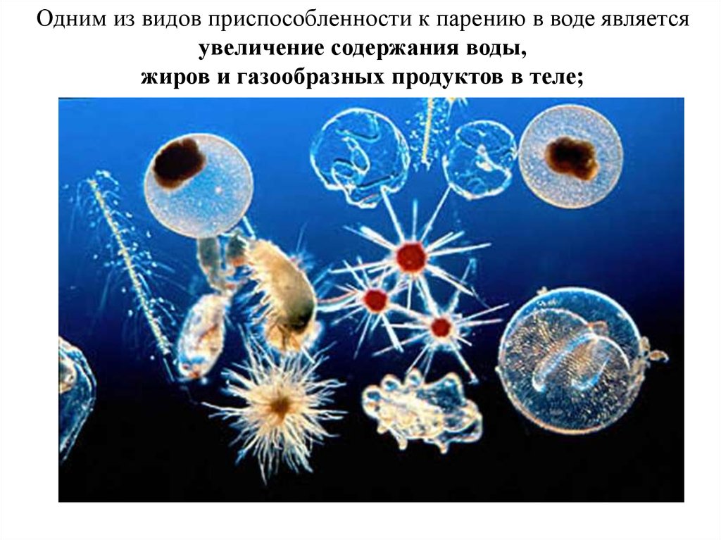 Рассчитайте сколько понадобится фитопланктона