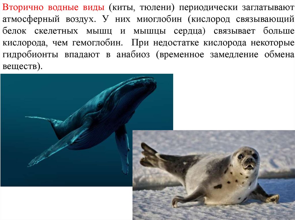 Сравните образ жизни тюленя и кита. Адаптации тюленя к водной среде. Вторично водные организмы. Киты и тюлени. Адаптации кита.