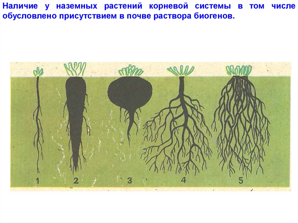 Корень растения рисунок