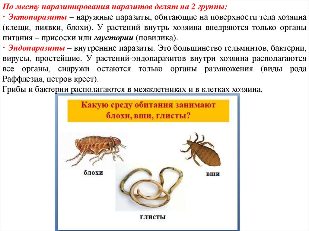 Эктопаразиты это кто. Внешние паразиты животных. Эктопаразиты представители. Внешние паразиты эктопаразиты животных.