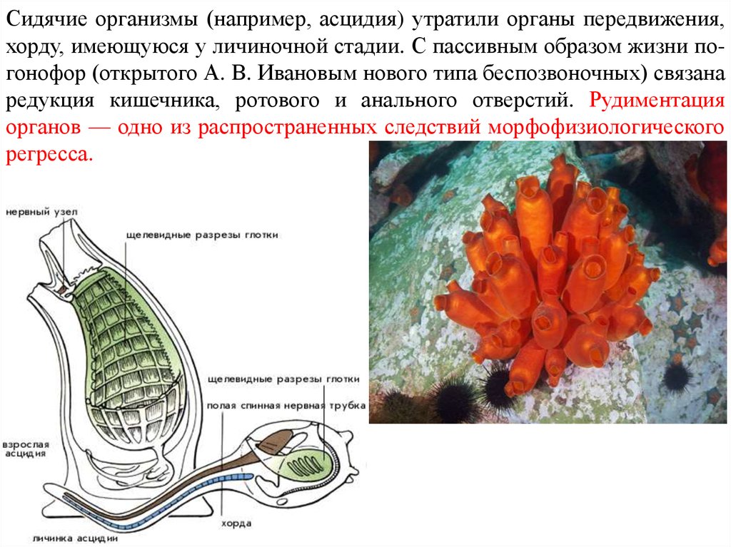 Строение образ жизни. Асцидия хорда. Асцидия переходная форма. Образ жизни асцидий. Сидячие организмы.