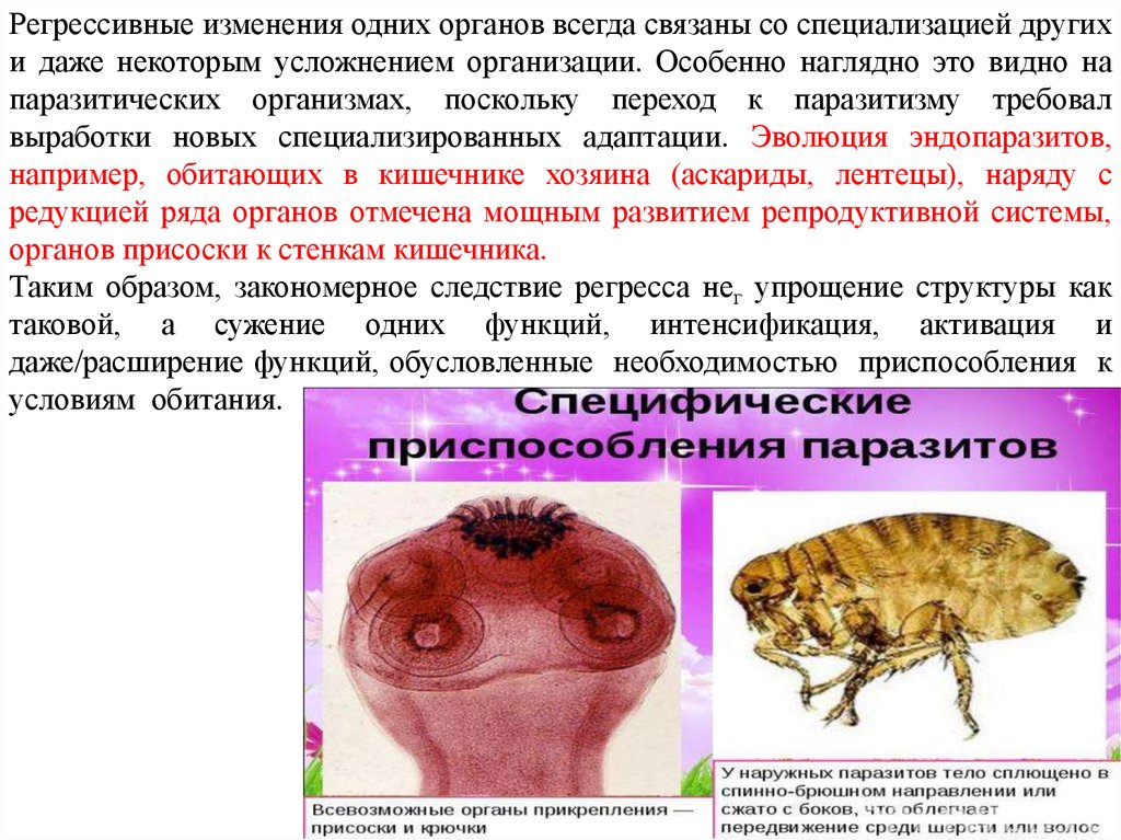 Адаптация насекомых к сезонным изменениям. Адаптации паразитов. Морфологические адаптации паразитов. Адаптации паразитов к паразитическому образу жизни. Адаптация паразитов морфофизиологические прогрессивные.