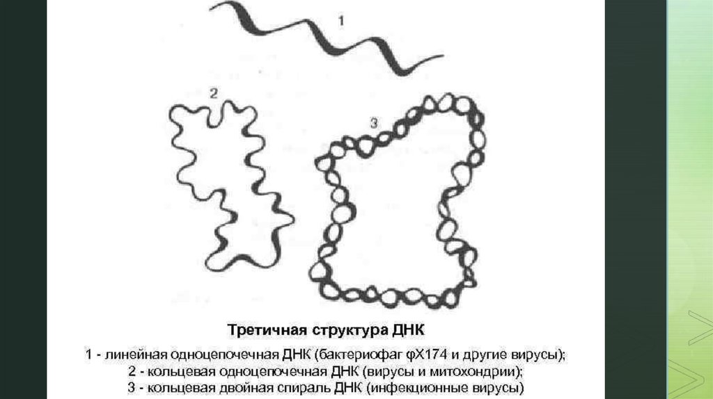 Линейная днк. Первичная вторичная третичная структура ДНК биохимия. 4 Третичная структура ДНК. Третичная структура ДНК прокариот. Линейная одноцепочечная ДНК.