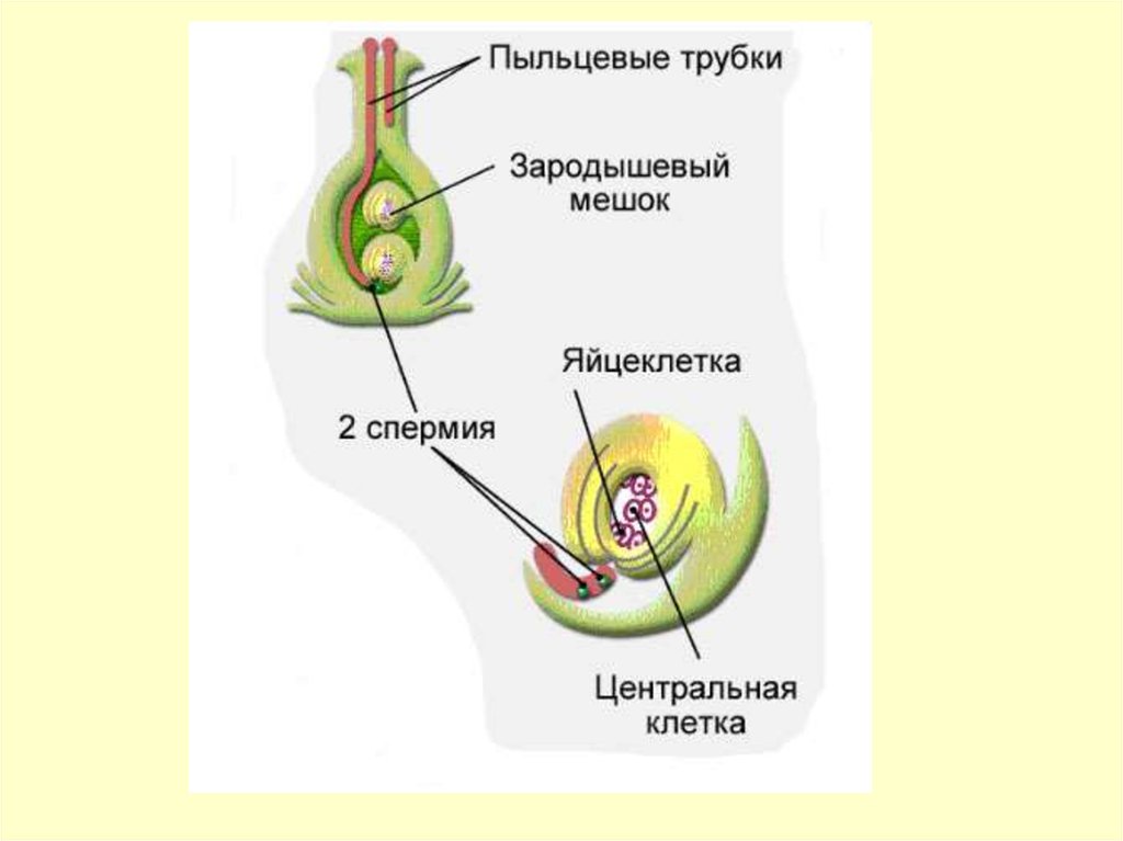 Органы размножения половые клетки оплодотворение. Подробная схема половое размножение. 2 Спермий+Центральная клетка. Рост пыльцевой трубки и двойное оплодотворение. Пыльцевая трубка со спермия сосна.