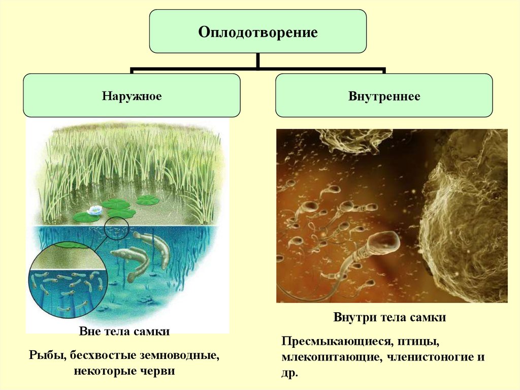 Жаба оплодотворение внутреннее или наружное