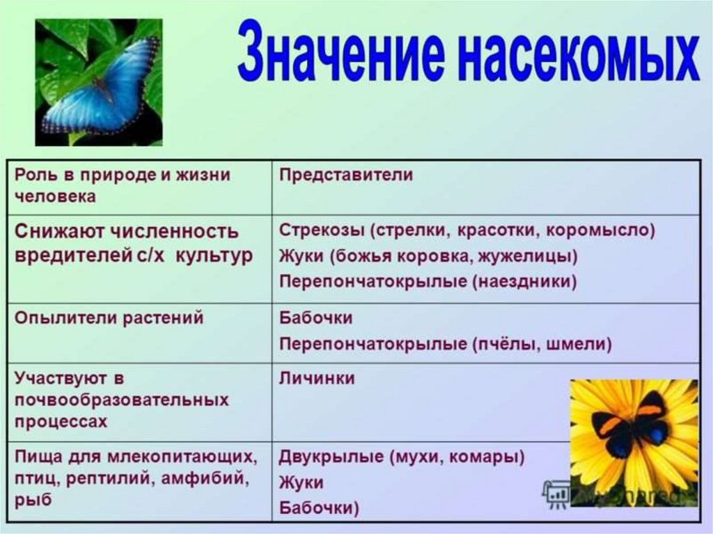 Представители человека. Значение класса насекомых. Значение насекомых в природе и жизни человека таблица. Значение насекомых в природе. Ролл насекомых Врироде.