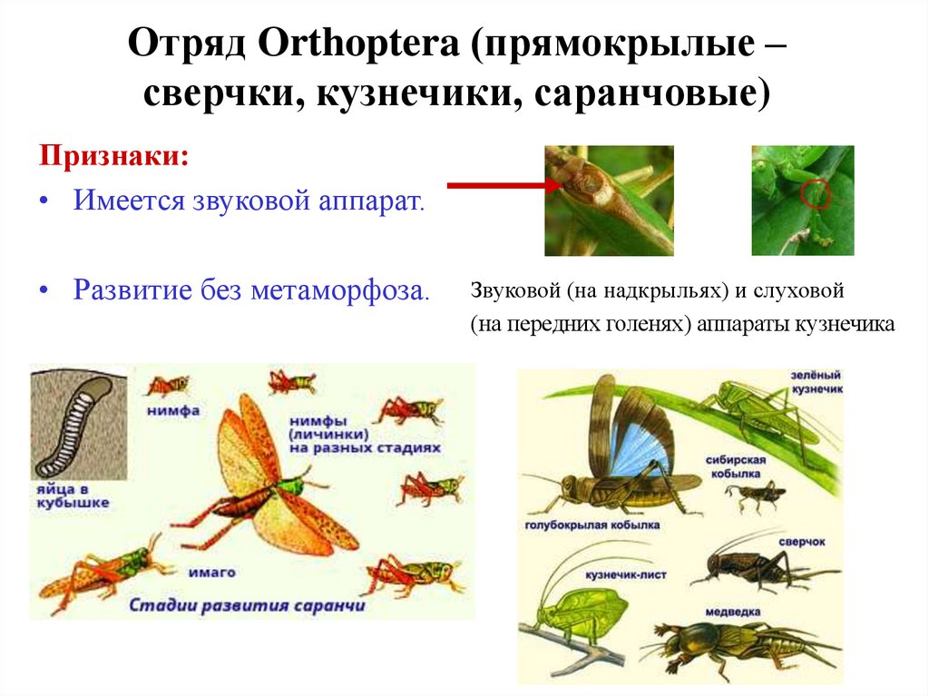 Какой тип питания характерен для зеленого кузнечика изображенного на рисунке