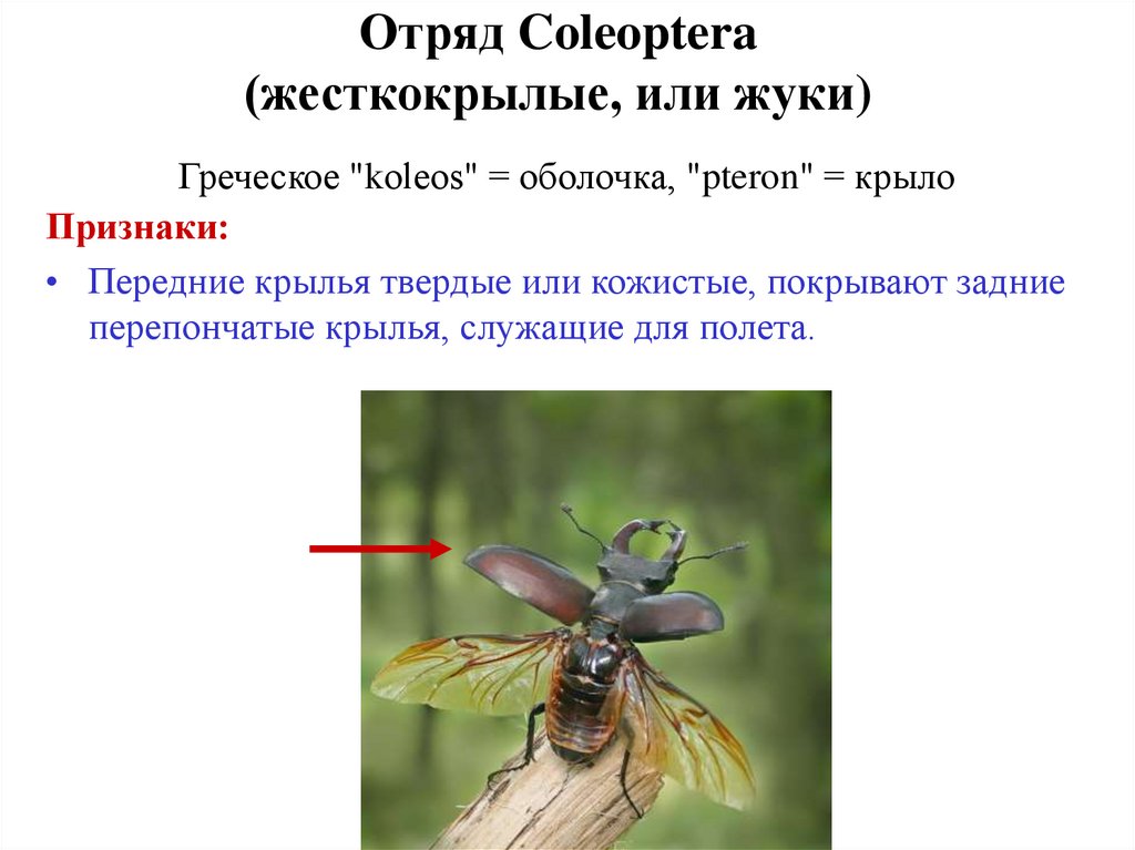 Отряды насекомых жуки