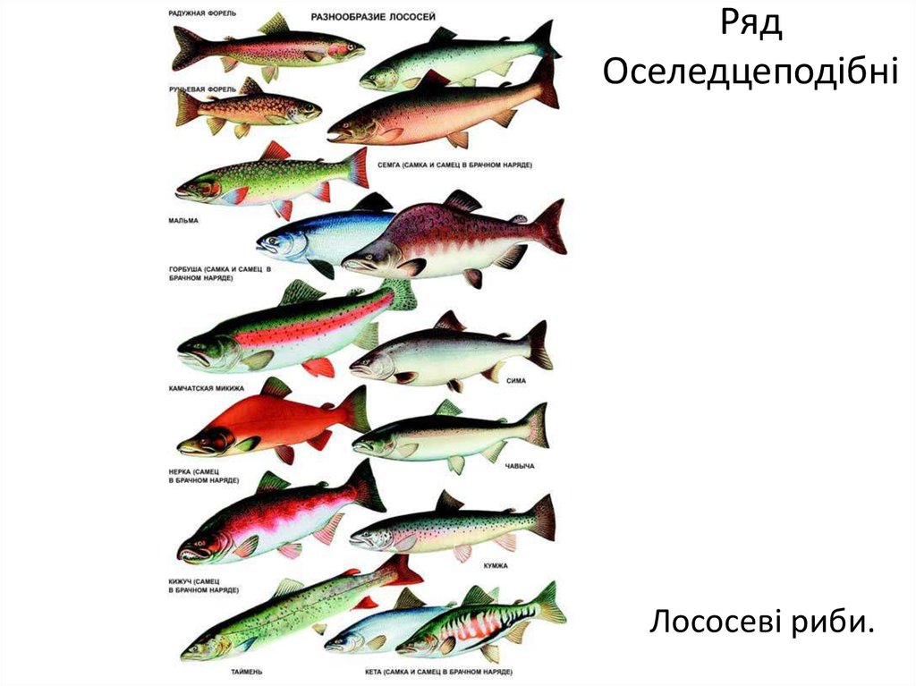 Красная рыба какие виды. Промысловая рыба семейства лососевых. Лососёвые семейство классификация. Промысловые рыбы лососевых Сахалина. Белая рыба семейства лососевых.