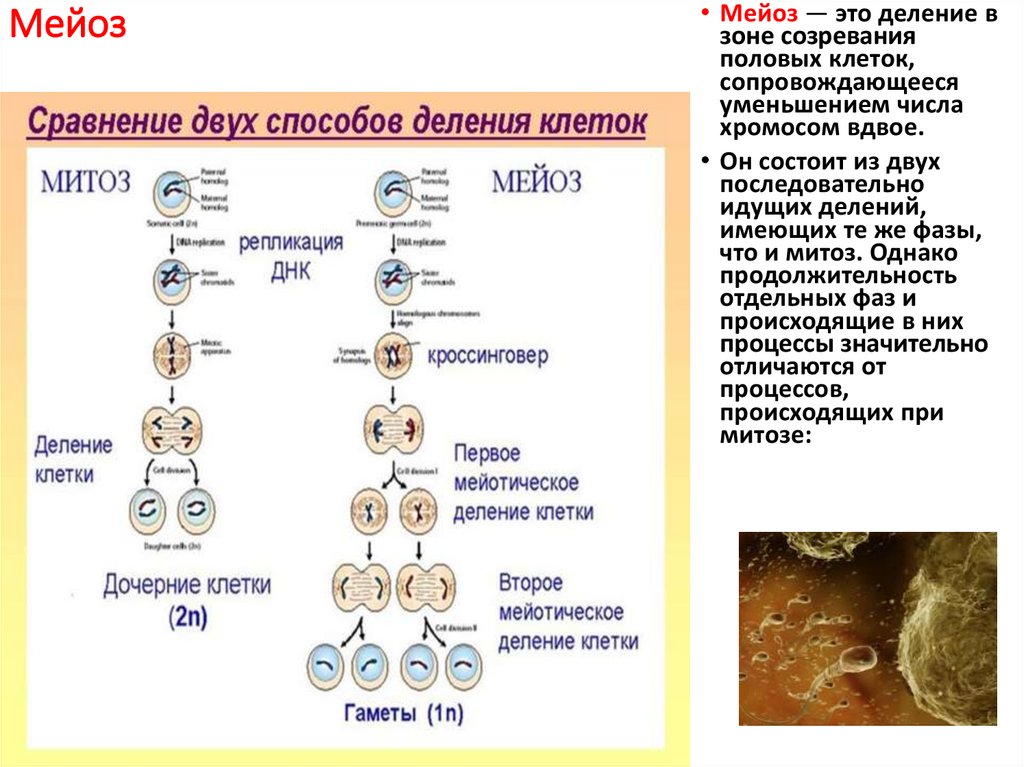 Зигота делится мейозом. Схема мейоза растительной клетки. Фазы деления митоза и мейоза.