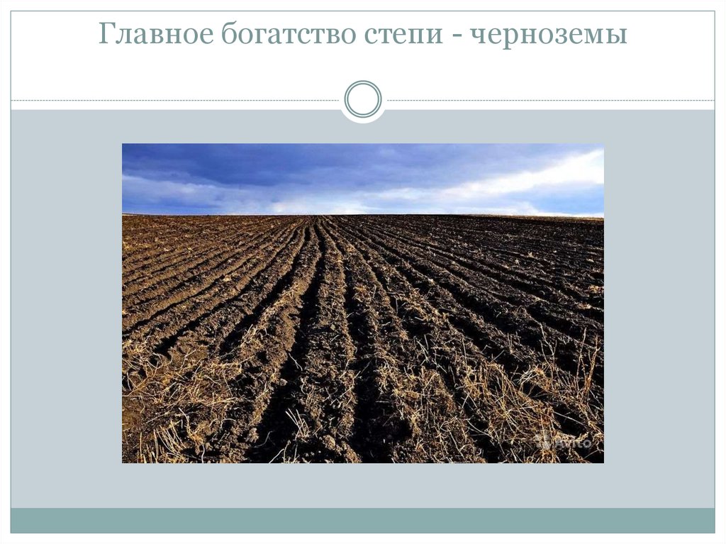 Главное богатство степей. Чернозем в степи. Почвы степи. Почва чернозем степи. Почвы степи в России.