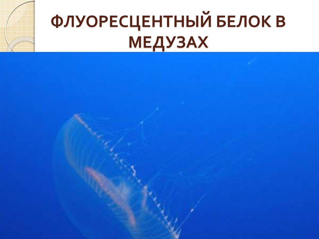 ФЛУОРЕСЦЕНТНЫЙ БЕЛОК В МЕДУЗАХ