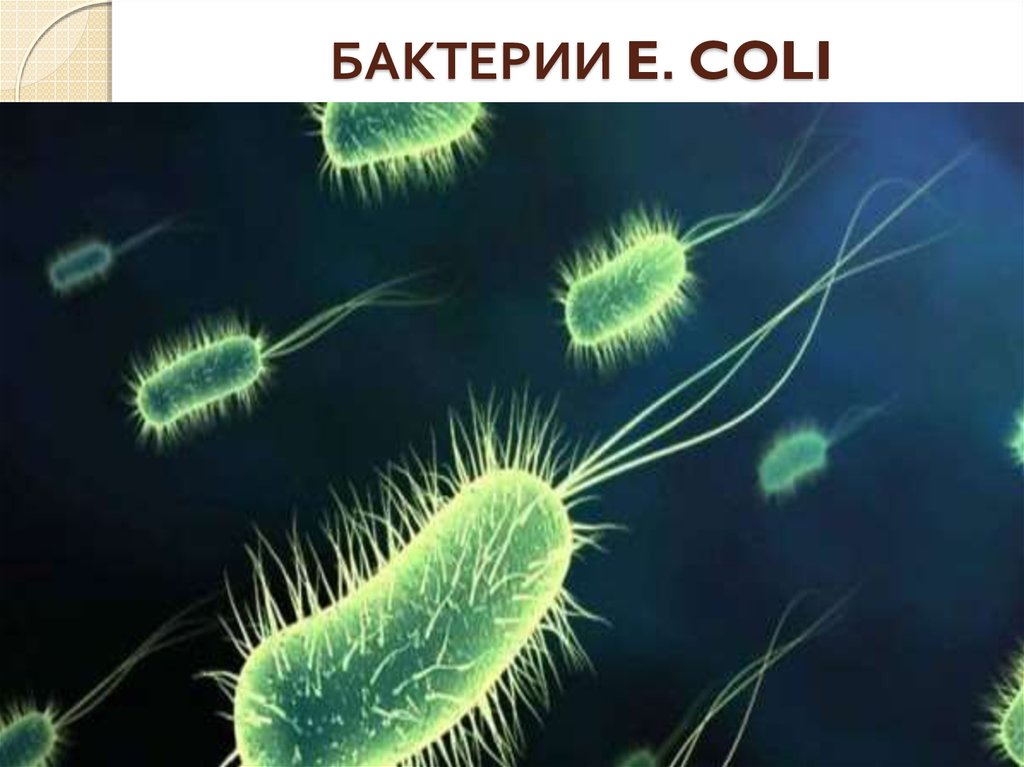 БАКТЕРИИ E. COLI