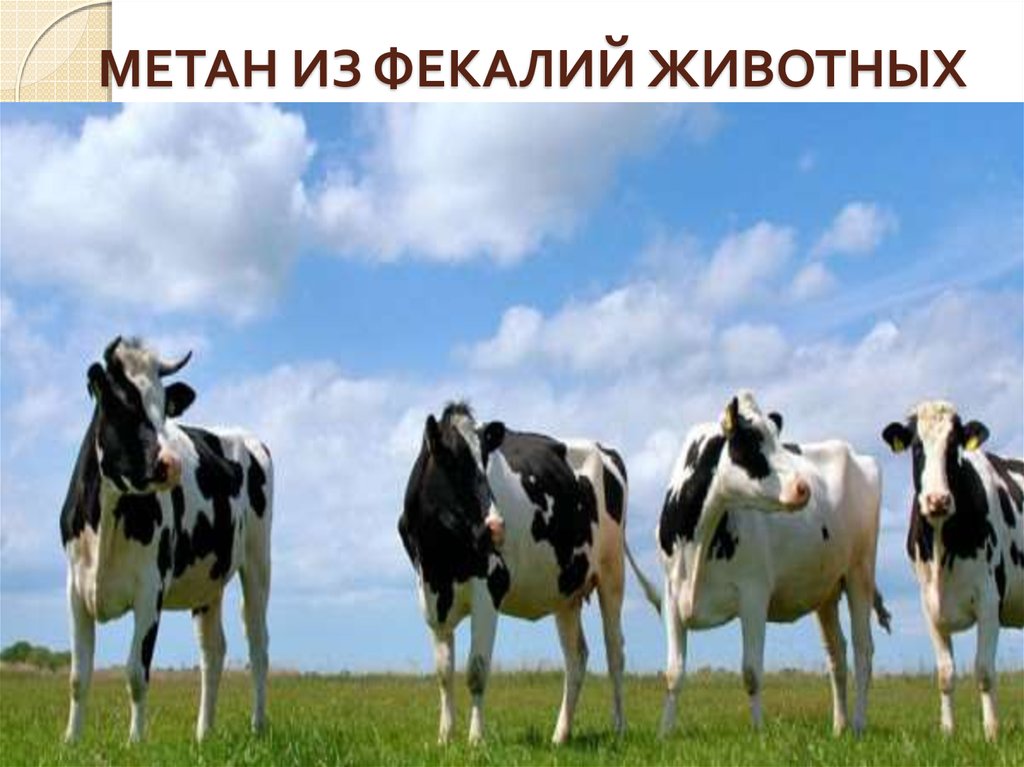 МЕТАН ИЗ ФЕКАЛИЙ ЖИВОТНЫХ