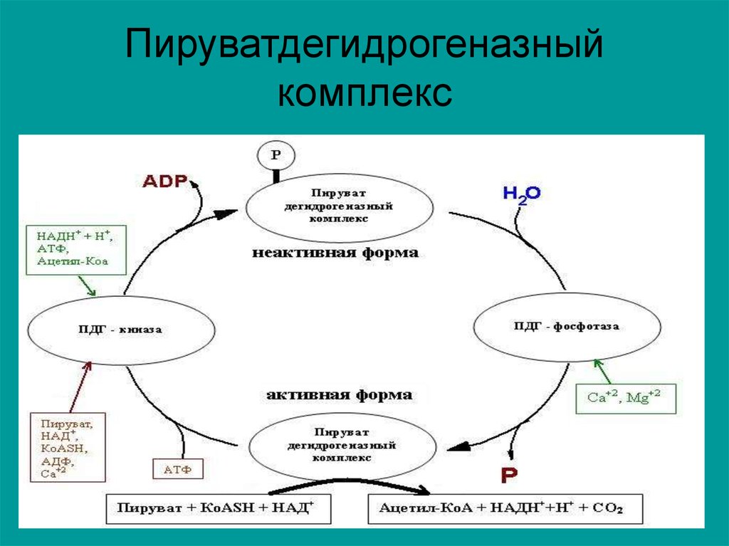 Структурно функциональная организация пируватдегидрогеназного комплекса схема