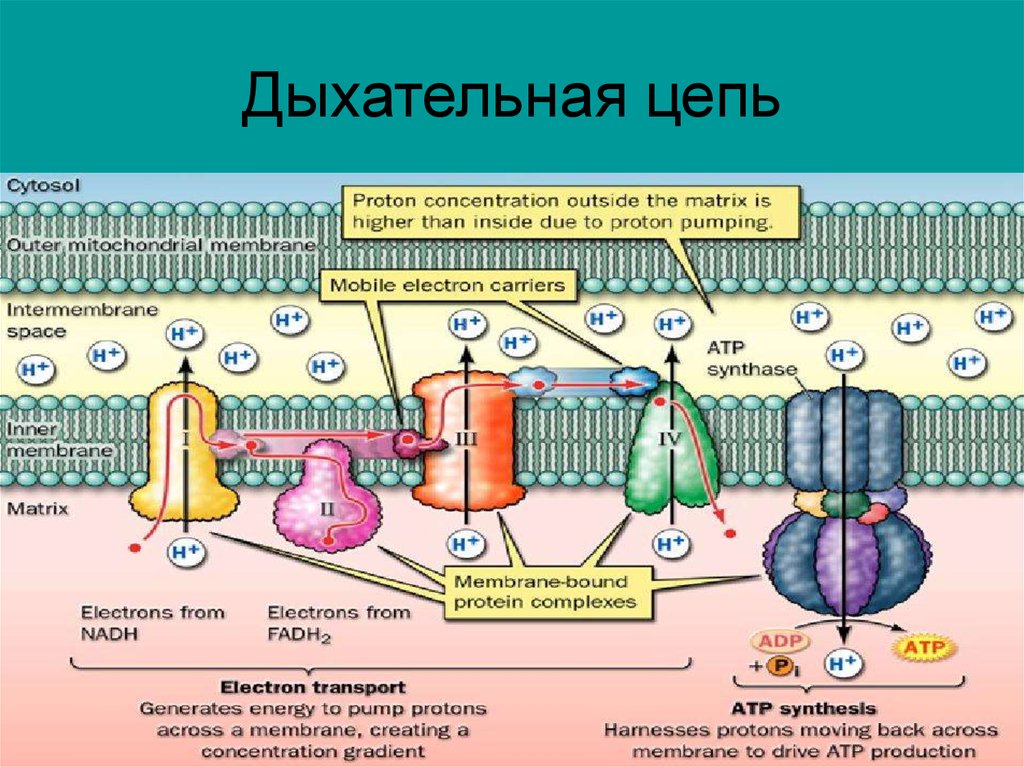 Дыхательная цепь митохондрий схема