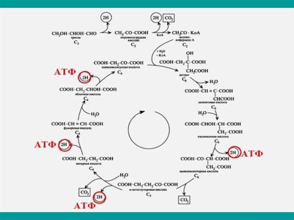 Цикл трикарбоновых кислот схема с формулами
