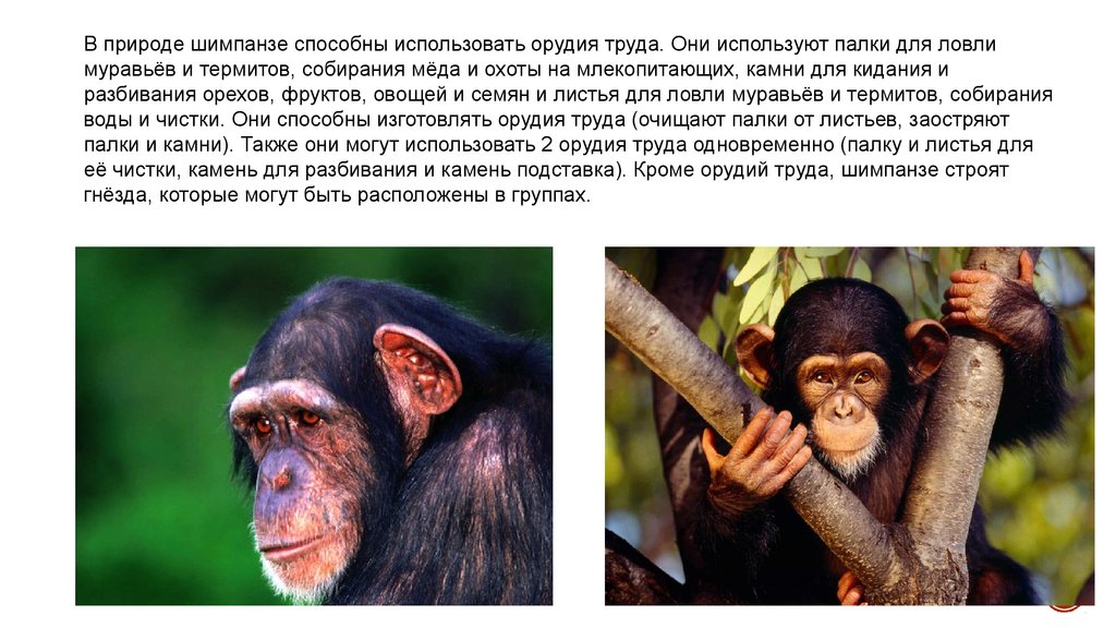 Только способны используя. Орудия труда шимпанзе. Роль в природе и в жизни человека приматы. Значение приматов в природе.