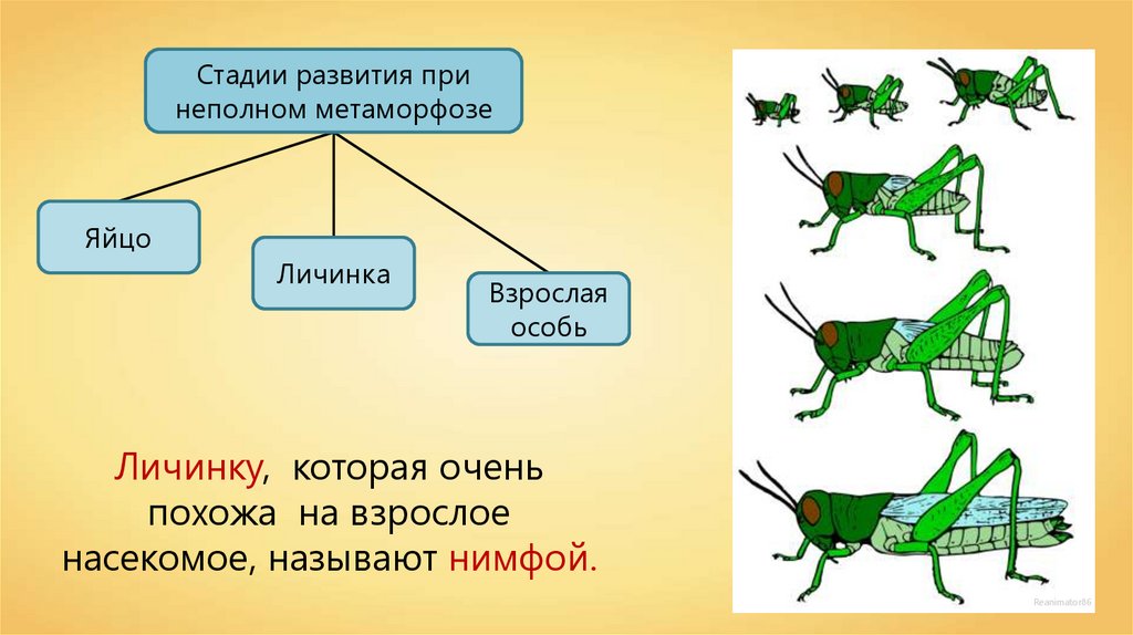 Стадии насекомых. Развитие животных с метаморфозом и без метаморфоз. Развитие с неполным превращением у саранчи биология 7 класс. Развитие животных с превращением и без превращения схема. Развитие животных с неполным превращением.