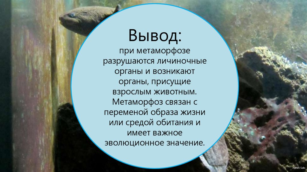 Развитие животных с превращением и без превращения 7 класс презентация