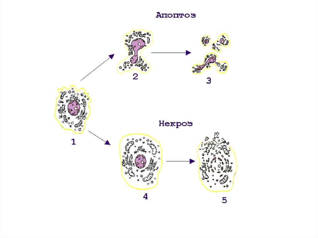 Микроскопические изменения в клетках