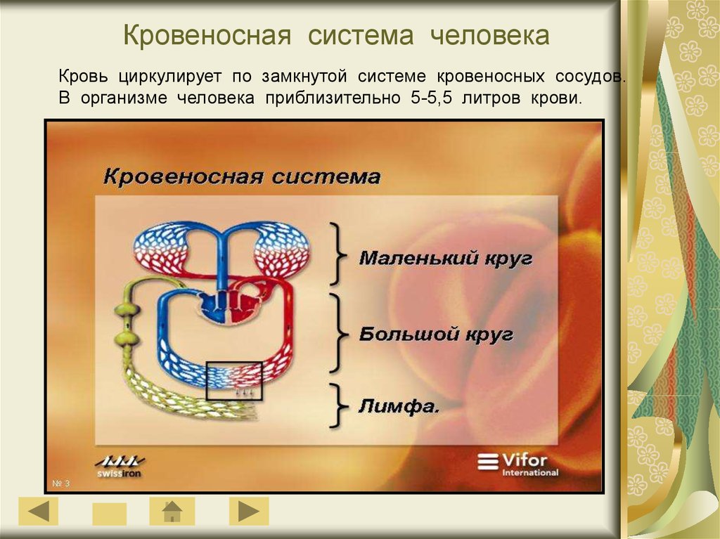 Внутренняя среда организма кровеносная система