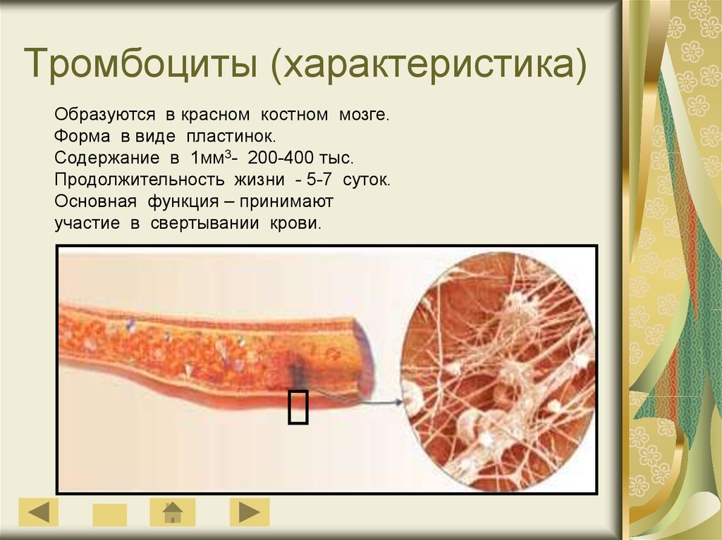 Где образуются. Тромбоциты образуются в. Тромбоциты характеристика. Где обязуются тромбоциты. Что образуют тромбоциты.