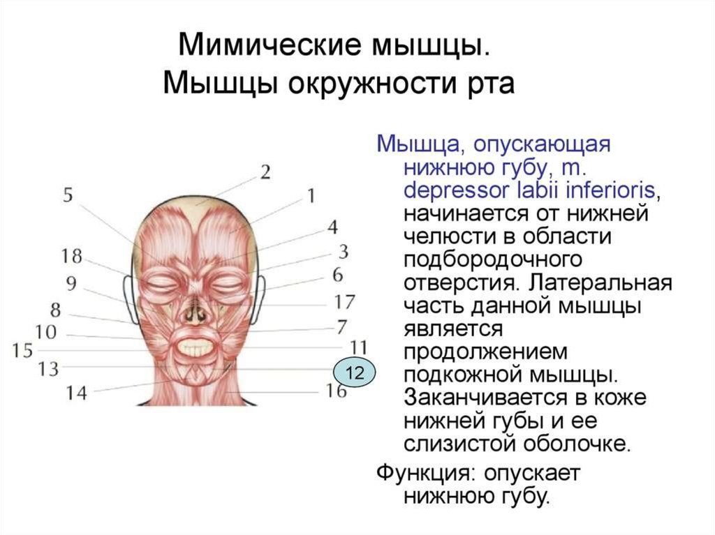 Функции мимических мышц