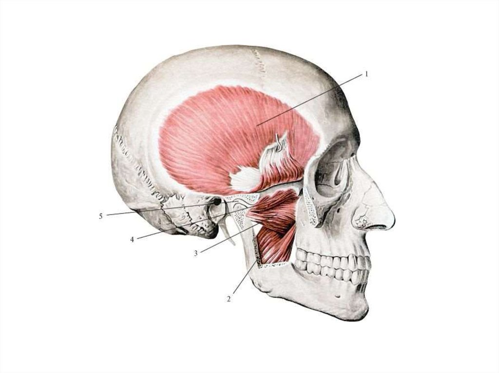Жевательные мышцы лица анатомия в картинках