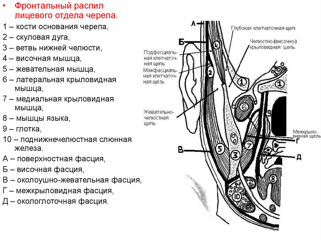 Пространства головы. Топография клетчаточных пространств головы. Клетчаточные пространства лица топографическая анатомия. Топографическая анатомия клетчаточных пространств. Топографическая анатомия клетчаточных пространств лицевого отдела.