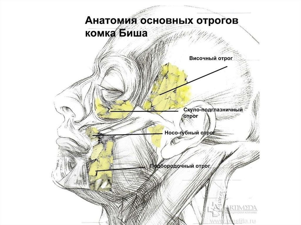 Мягкое тело щеки. Жировой комок Биша топографическая анатомия. Комок Биша топографическая анатомия. Отростки комок Биша топографическая анатомия. Жировое тело Биша отростки.