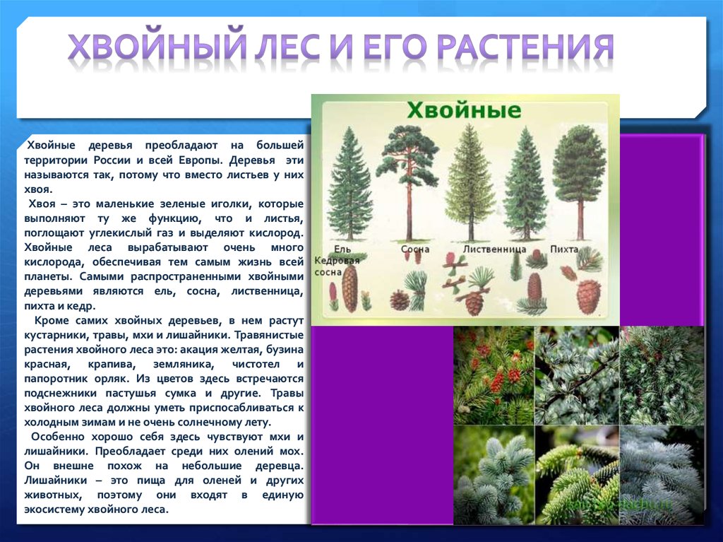Производители органического вещества в еловом лесу. Хвойный лес растения. Растения в хвойных лесах. Презентация еловый лес. Животные и растения хвойных лесов.