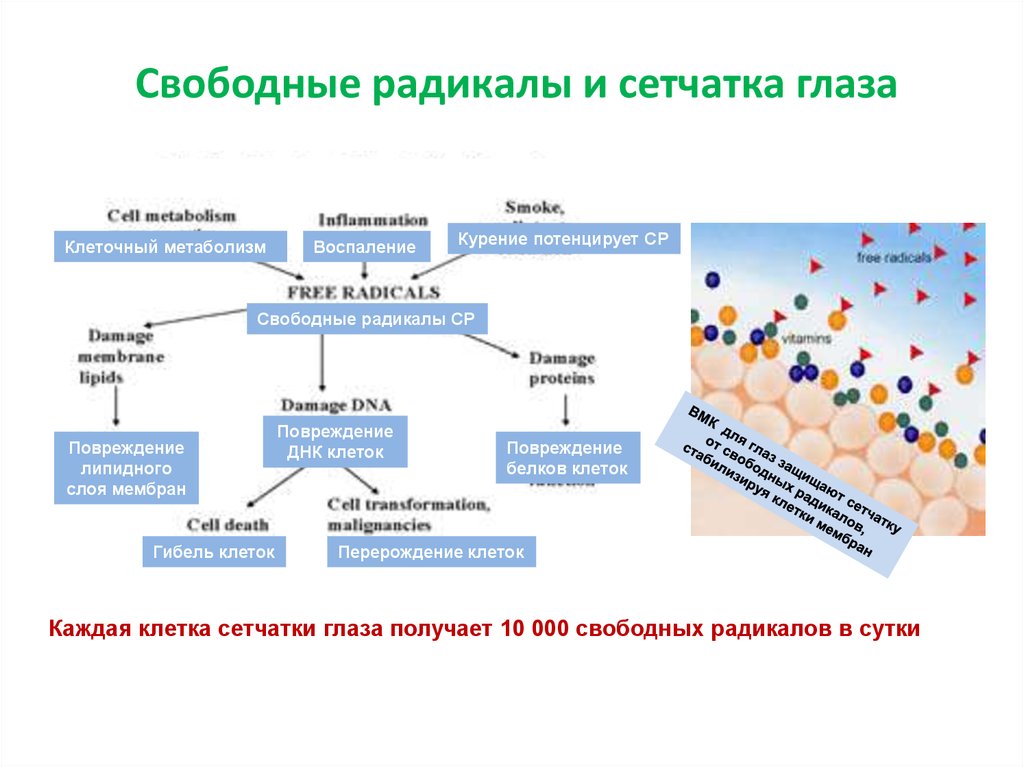 Свободные радикалы в организме человека. Свободные радикалы. Действие свободных радикалов. Механизм действия радикалов. Нейтрализация свободных радикалов.