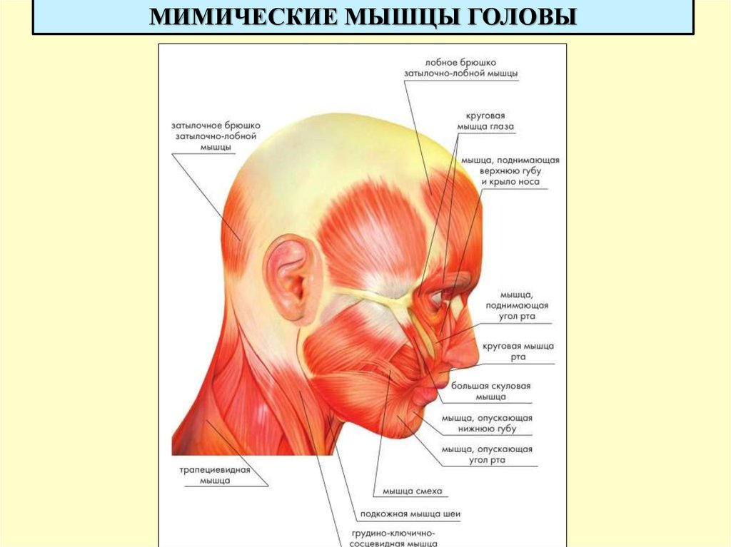 Мимические мышцы анатомия. Надчерепной апоневроз сухожильный шлем. Сухожильный апоневроз черепа. Мышцы головы вид сбоку. Апоневроз свода черепа.