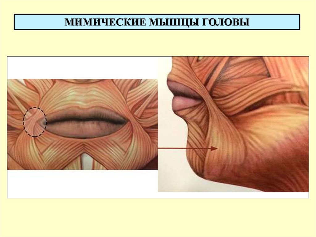 Губы мышцы рта. Круговая мышца рта анатомия. Мышца опускающая уголки губ.