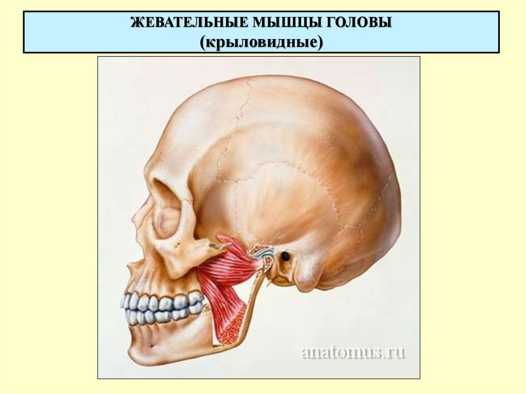 Медиальная крыловидная мышца. Жевательные мышцы крыловидные. Крыловидные мышцы челюсти анатомия. Латеральная крыловидная мышца и ВНЧС. Латеральная жевательная мышца.