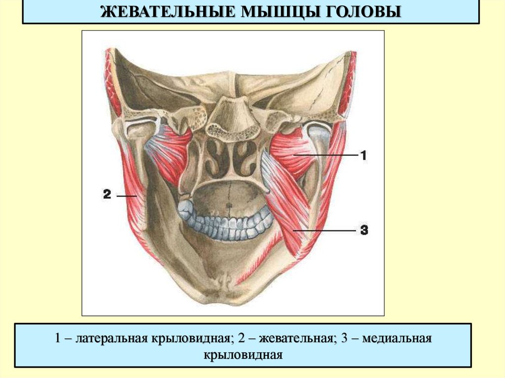 Медиальная крыловидная мышца. Жевательные мышцы крыловидные. Мышцы головы медиальная крыловидная. Жевательные мышцы медиальная крыловидная. Жевательные мышцы латеральная крыловидная.