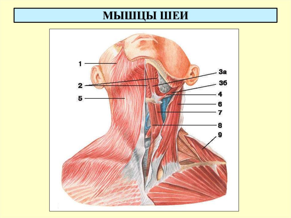 Мышцы шеи анатомия. Поверхностные мышцы шеи сбоку. Строение мышц шеи спереди. Поверхностные мышцы шеи спереди. Поверхностные мышцы шеи вид спереди.
